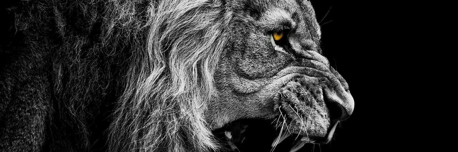 Raouphy's profile banner image