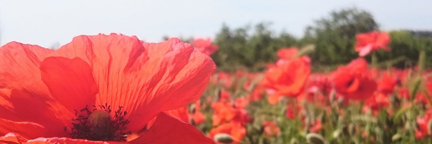 vanecd's profile banner image