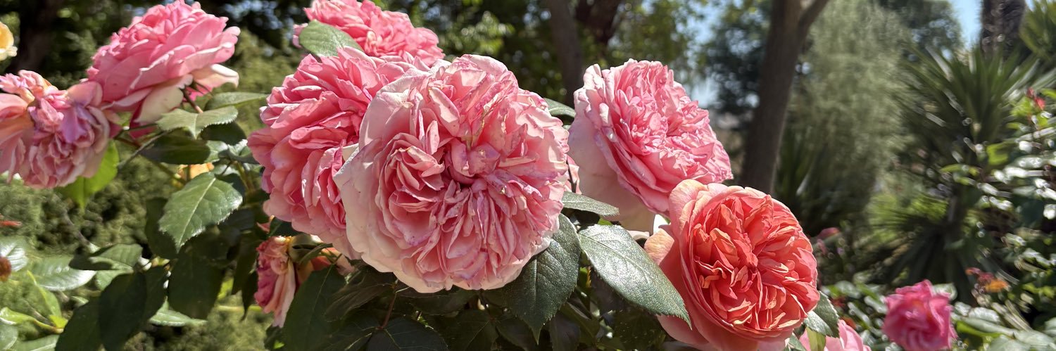 Camille Dappoigny banner