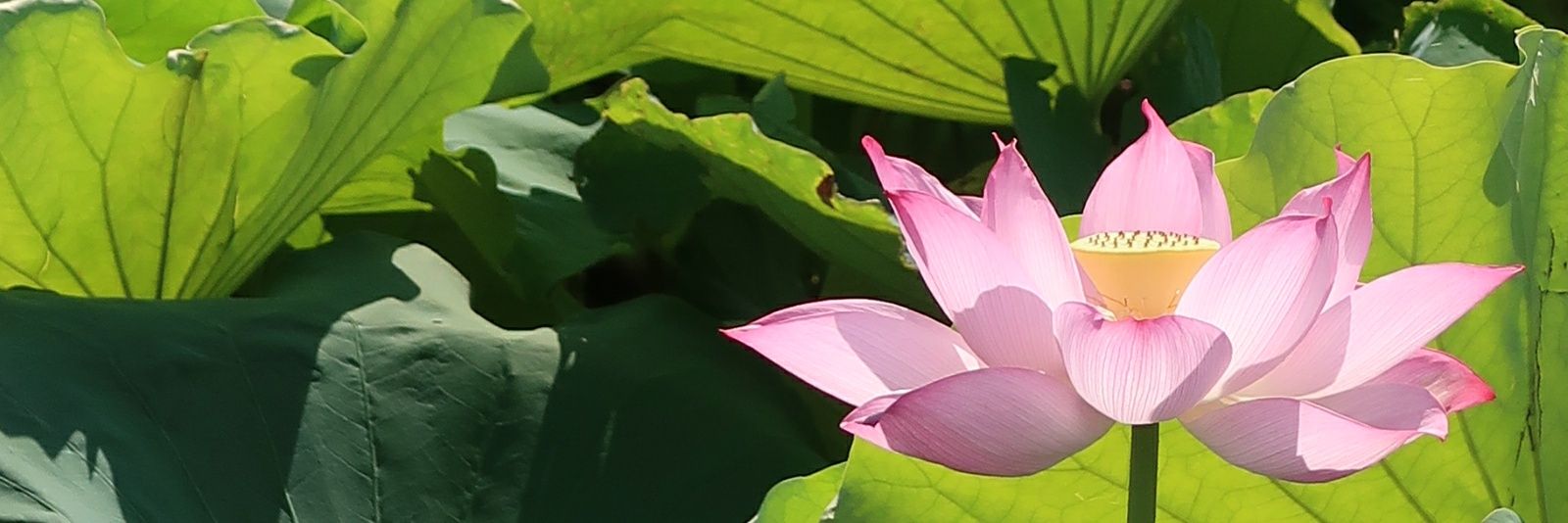 sobranie1218's profile banner image
