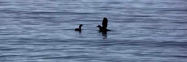 AmandineGamble Profile Banner