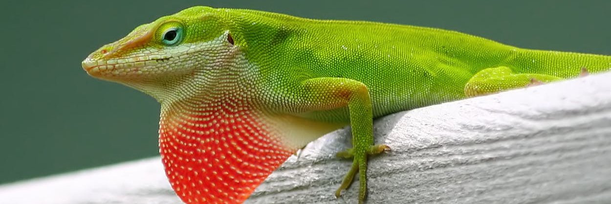 LizardCapital banner
