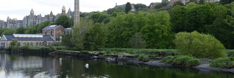 beanincork's profile banner image