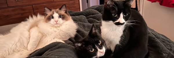 MuellerSheWrote Profile Banner