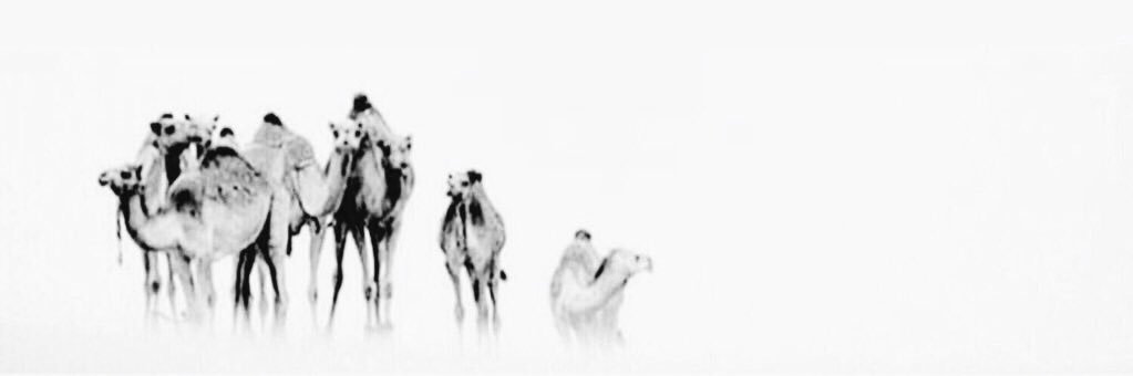 il511_'s profile banner image