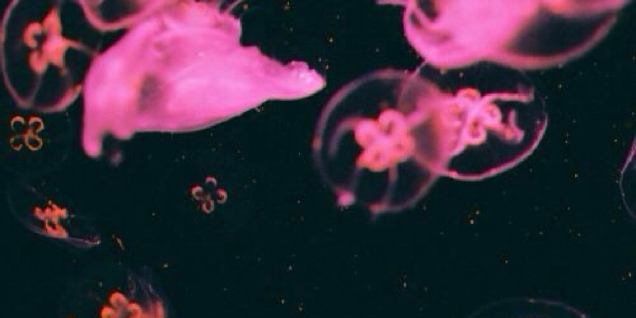 ronkeithramos's profile banner image