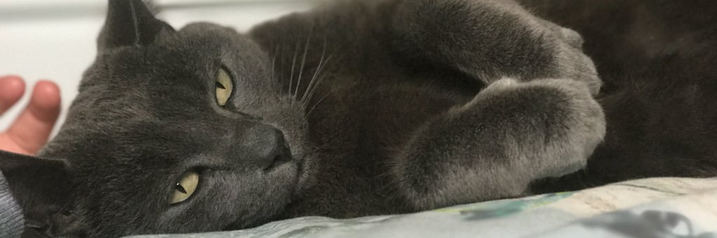 hedaobrien's profile banner image