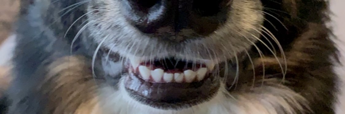 jam_n_jelly_'s profile banner image