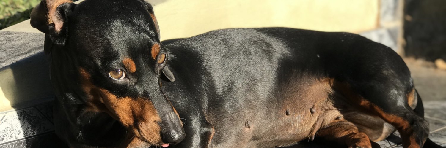micambrogio's profile banner image