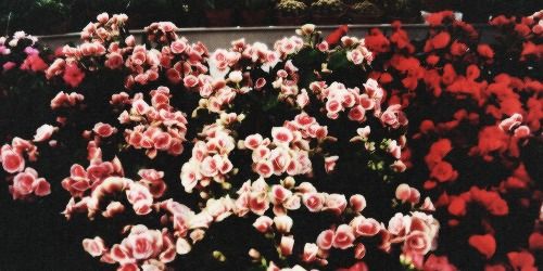 lovatos_harmony's profile banner image