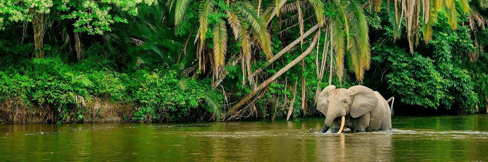 Congo2021's profile banner image