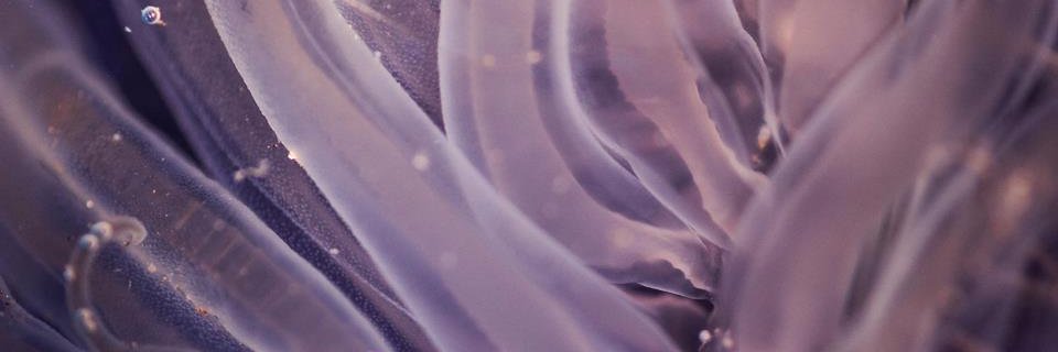 Bethany Nordstrom banner