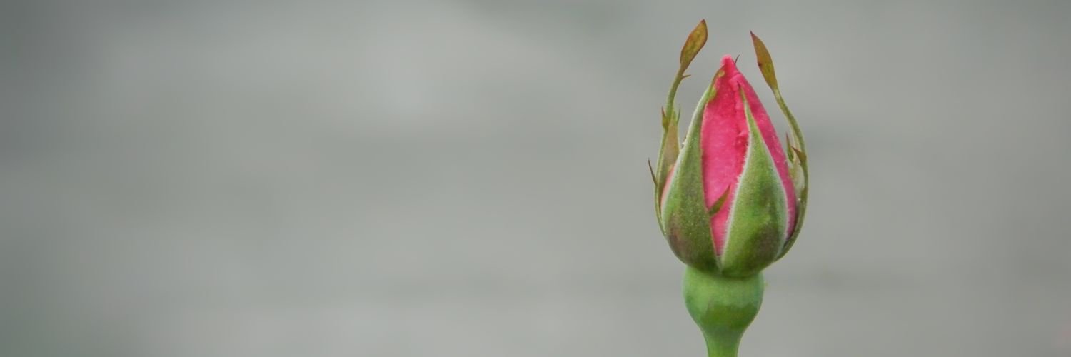 chasqueiro's profile banner image