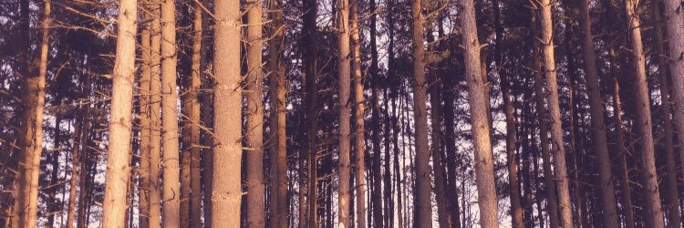 Morgina_'s profile banner image