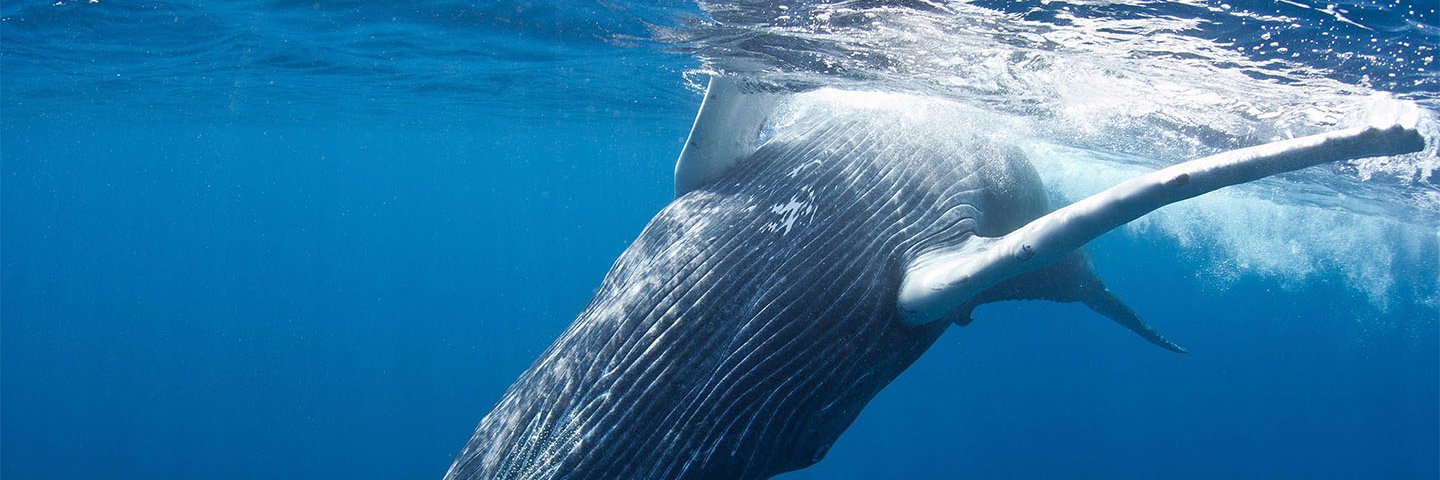 WhaleFUND_io's profile banner image