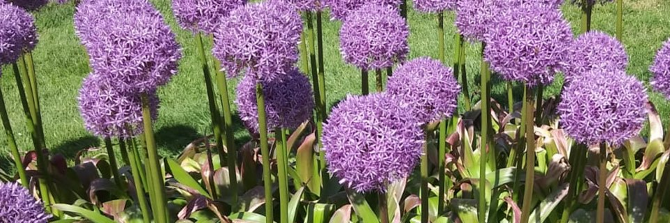 Meghan Winterlich banner