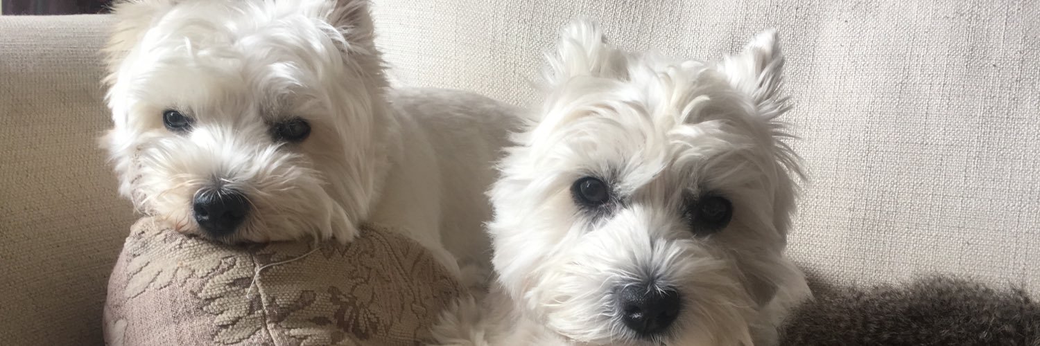 Allyhellokittyy's profile banner image