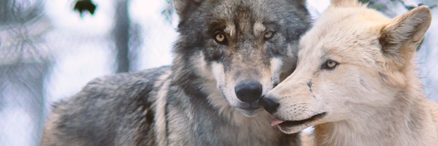 California Wolf Center banner