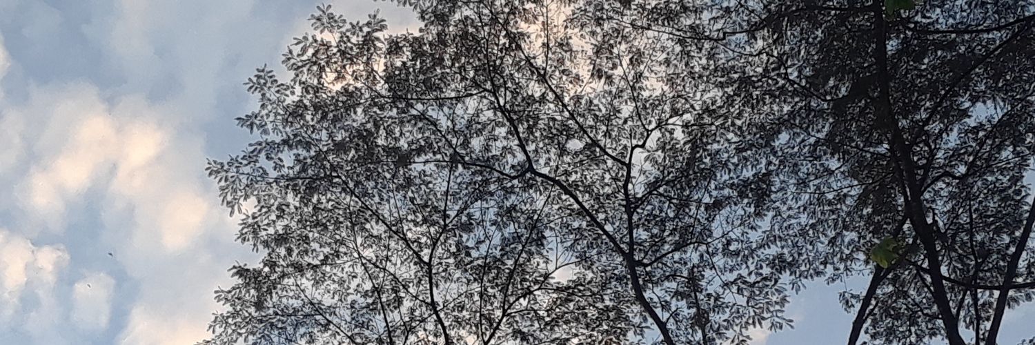 chartemisfi's profile banner image