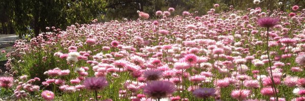 LisaGYates Profile Banner