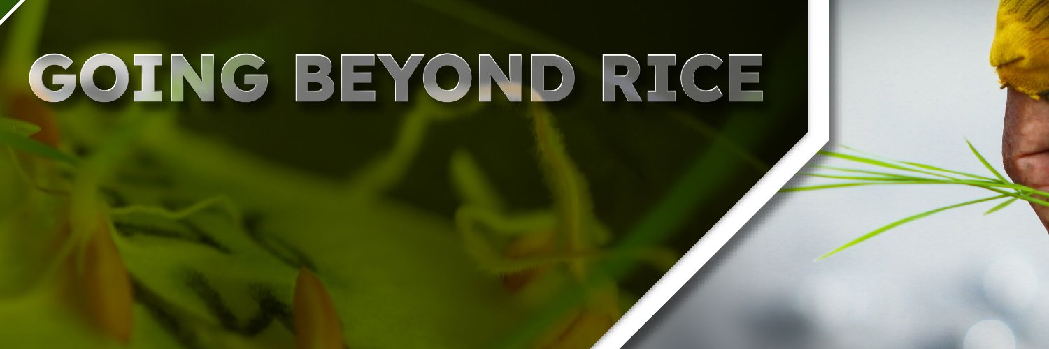 IRRI 🌾 banner