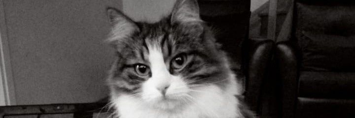 mrtblt's profile banner image