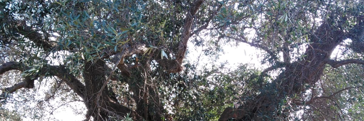 Alessandra Di Pierro banner