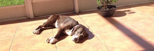 Fit_Or_GTFO Profile Banner