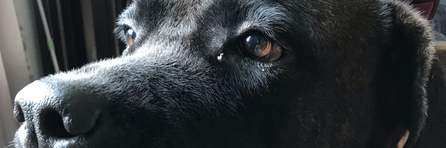 dumplingh0e's profile banner image