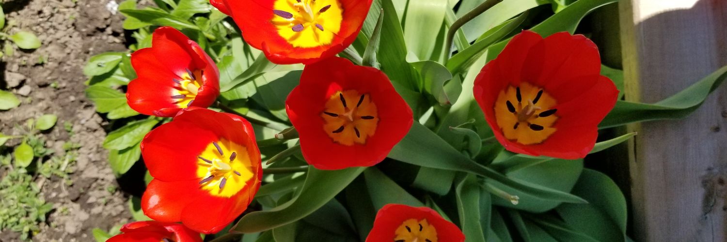 Calico Public School banner