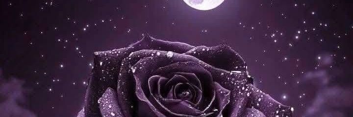 ___msdaisy's profile banner image