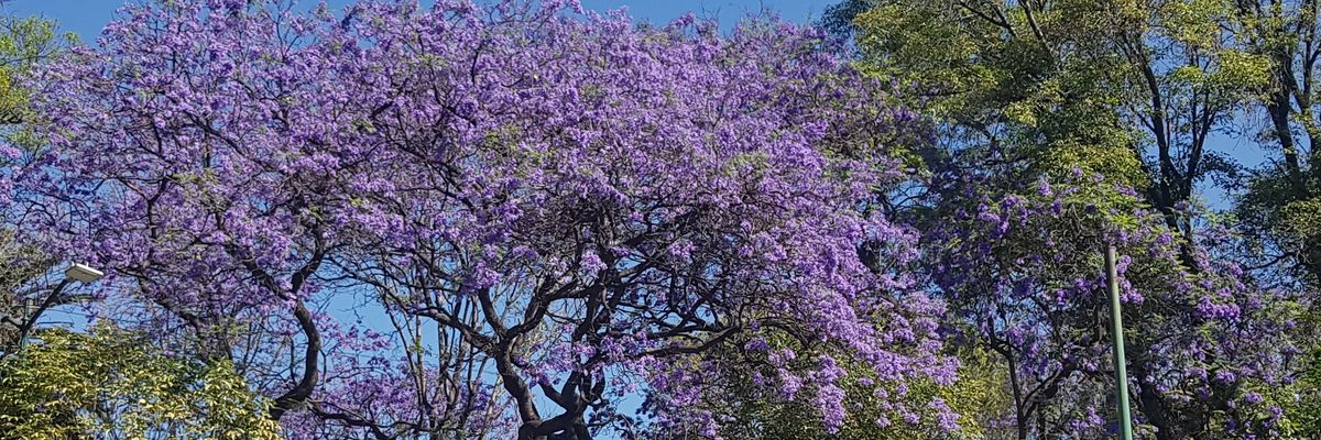 patinegrete's profile banner image