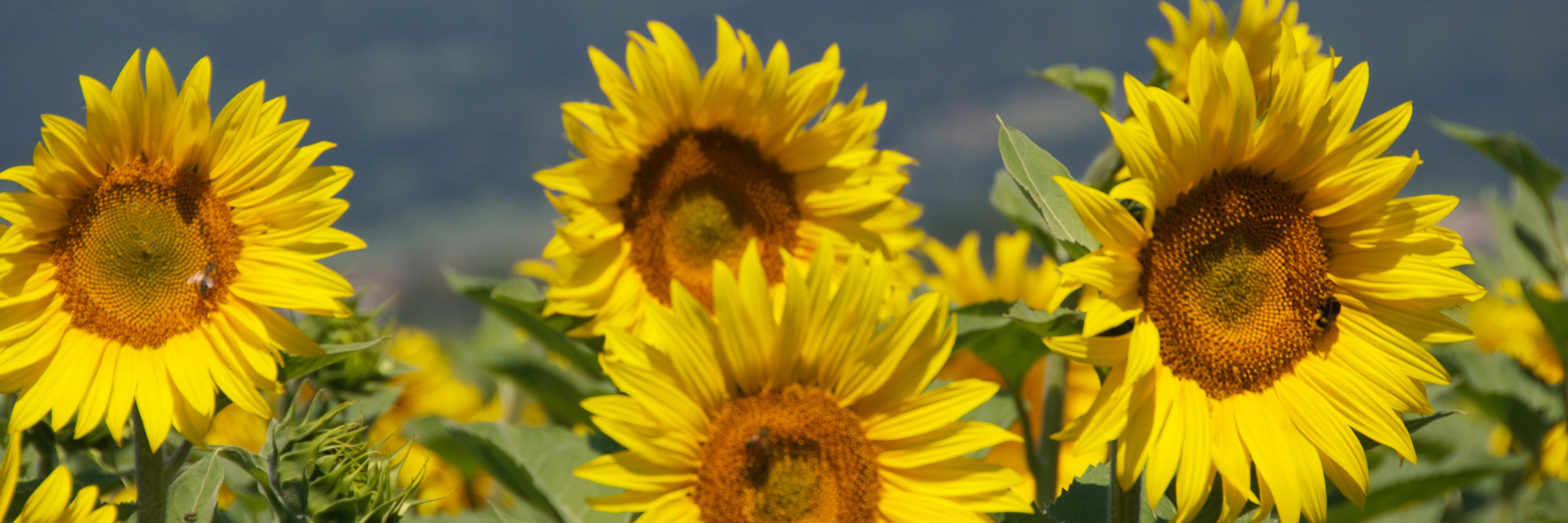 kay_kay2000's profile banner image