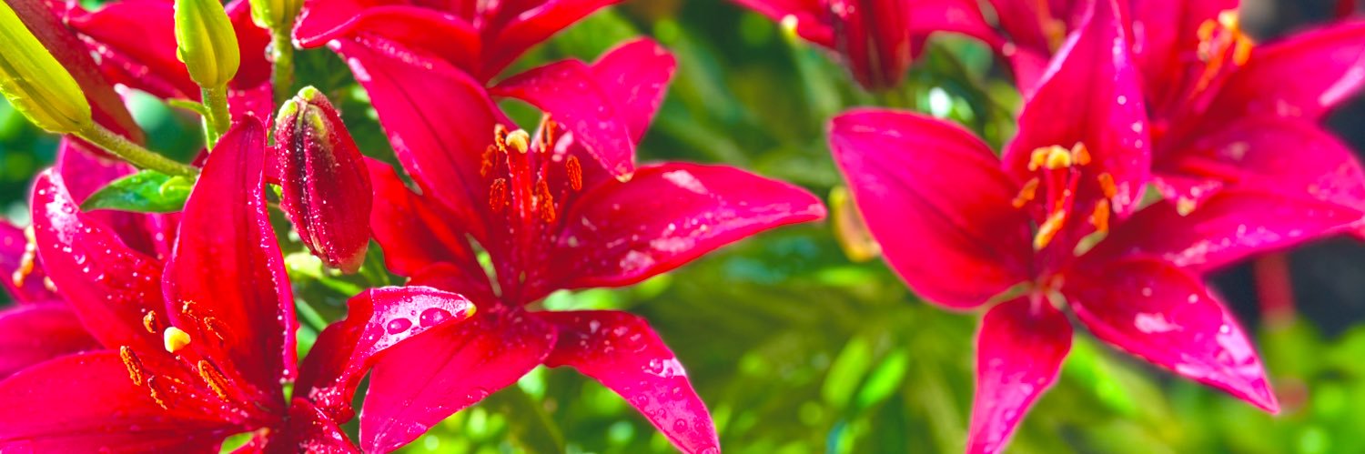Qnitta's profile banner image