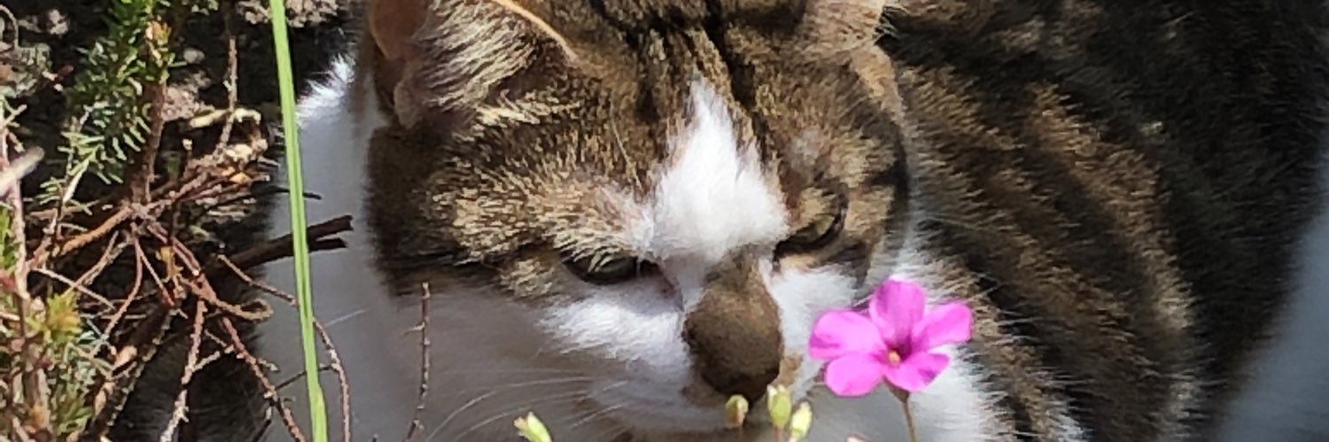 Judith longden banner