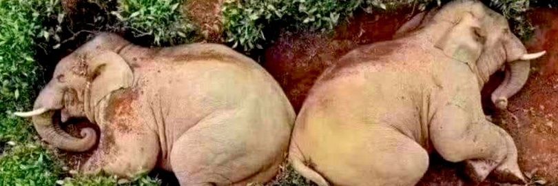 A Friendly Slacker, PhD banner