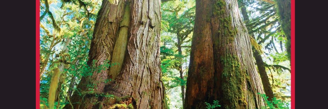 StumpedArchaeo's profile banner image