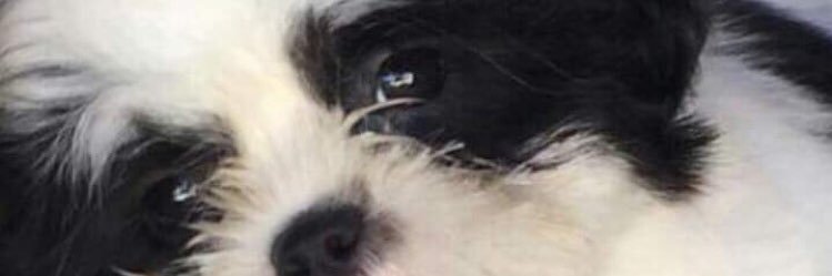 dcelanne's profile banner image