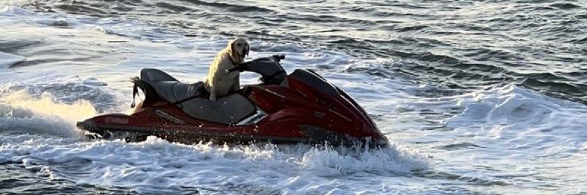 Treat Deserver banner