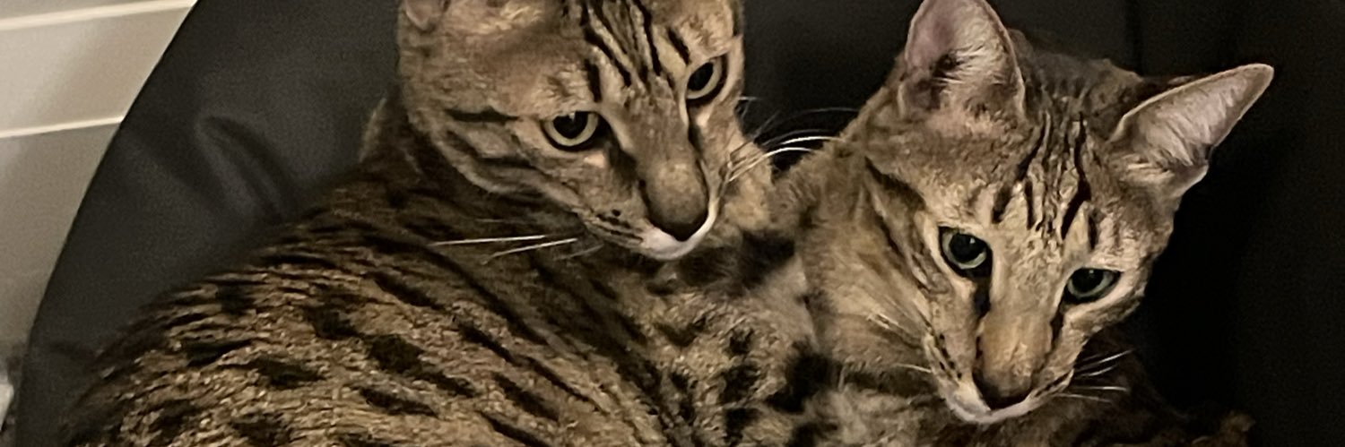 Zohreh Bayatrizi banner