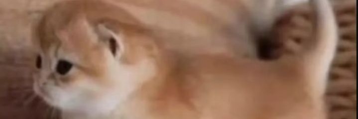 arexs_ss's profile banner image