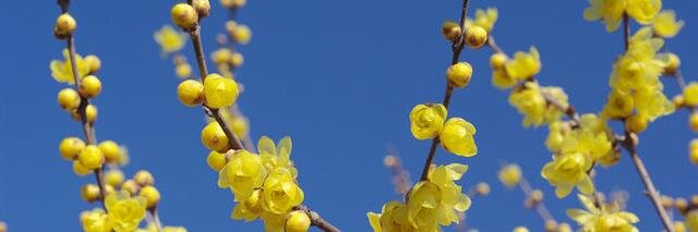 maruma_s's profile banner image