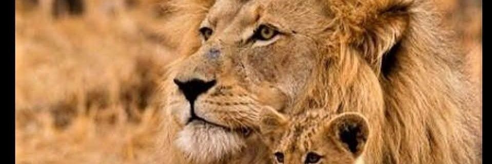 wwalle_12's profile banner image