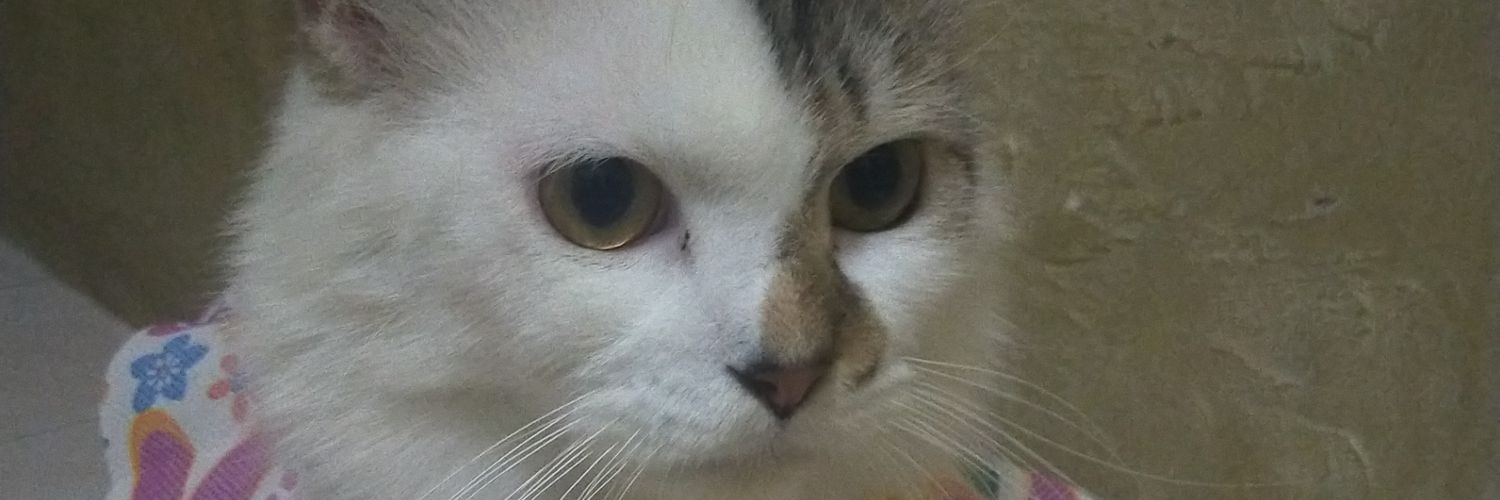 sintaa_13's profile banner image