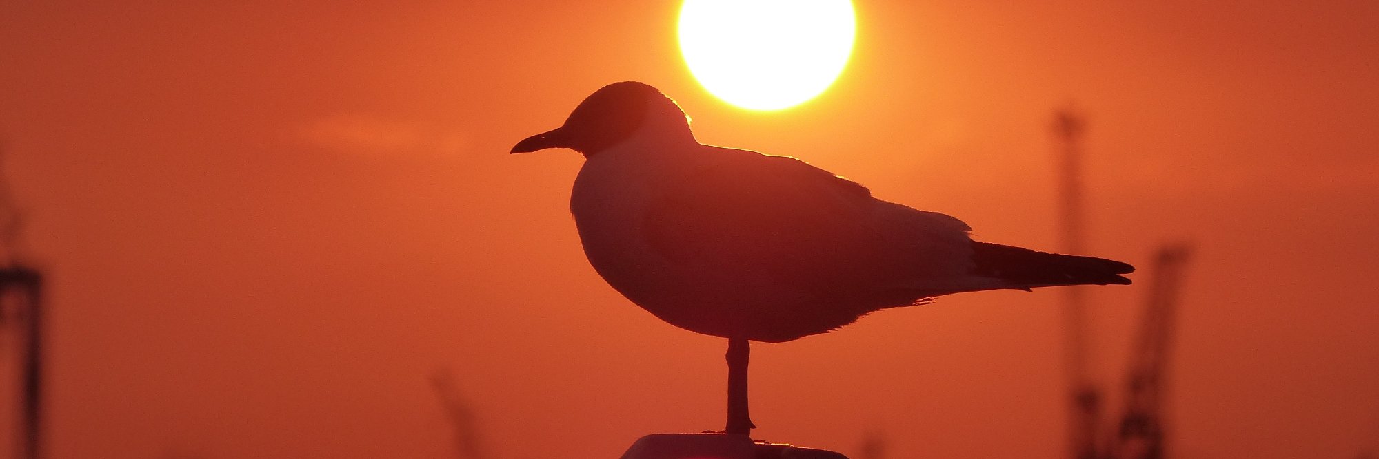 Luke Stoppard banner