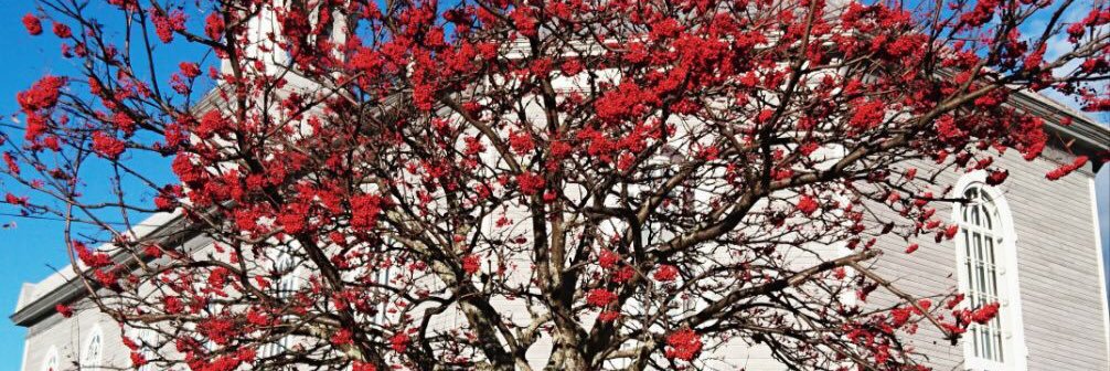 Audrey Simonot banner