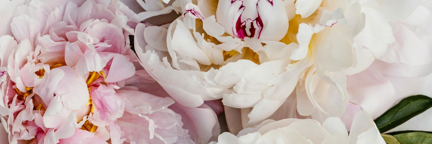 ☽̶☾ ' 𝕊𝕠𝕦𝕝𝕞𝕒𝕥𝕖𝕤 𝕟𝕖𝕧𝕖𝕣 𝕕𝕚𝕖. banner