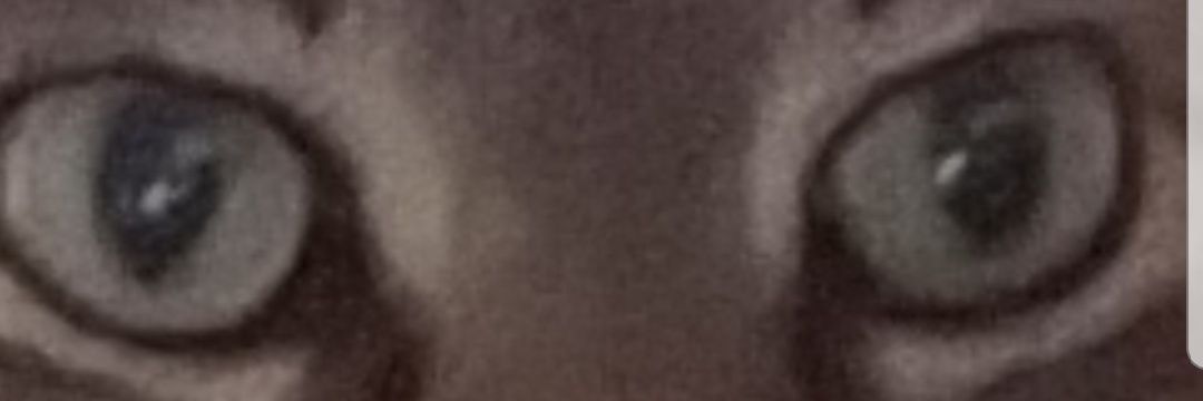 sherbear8707's profile banner image
