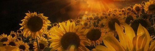 ElizabethH_08's profile banner image