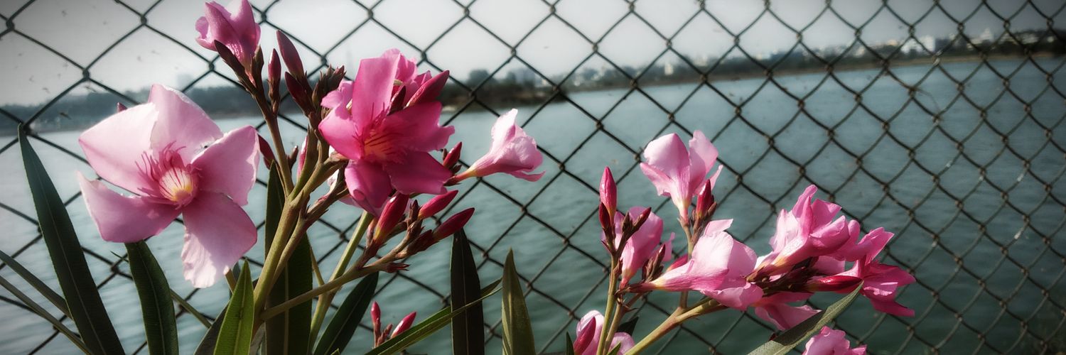 csmurthy00's profile banner image